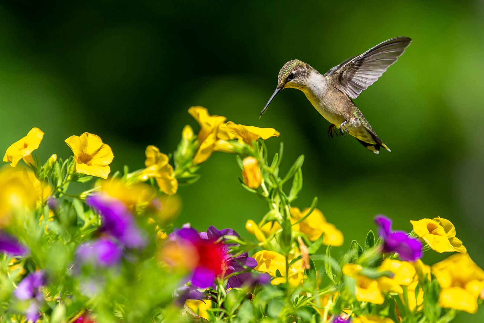 Discover the Truth: Hummingbirds in Massachusetts or Not?