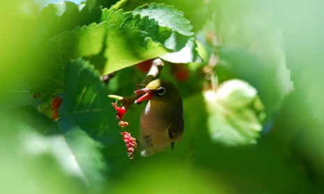 Hawaiian Bird Crossword