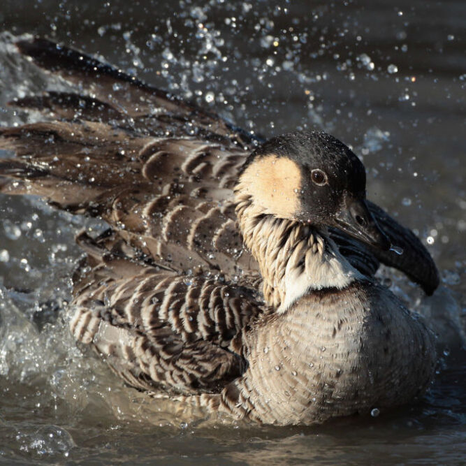 Hawaiian Goose Crossword