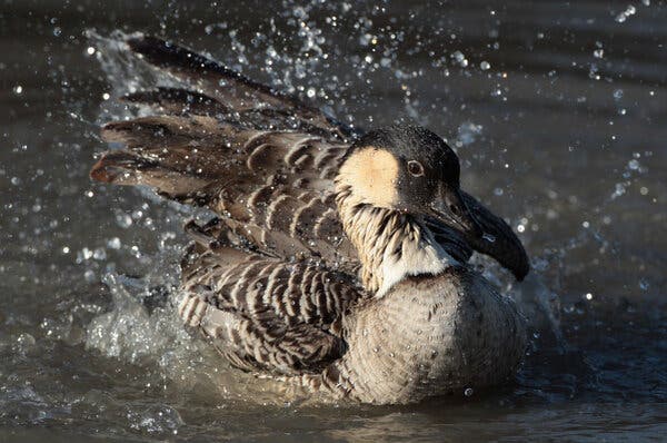 Rare Goose from Hawaii Crossword Clue